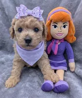 Daphne 💜, a female Poodle - Toy  for sale in Meta, MO – Photo 4 of 10