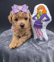 Daphne 💜, a female Poodle - Toy  for sale in Meta, MO – Photo 2 of 10