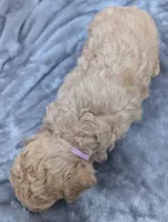 Daphne 💜, a female Poodle - Toy  for sale in Meta, MO – Photo 9 of 10