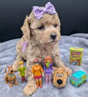 Daphne 💜, a female Poodle - Toy  for sale in Meta, MO – Photo 5 of 10