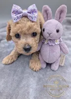 Daphne 💜, a female Poodle - Toy  for sale in Meta, MO – Photo 7 of 10