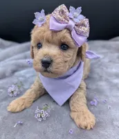 Daphne 💜, a female Poodle - Toy  for sale in Meta, MO – Photo 3 of 10