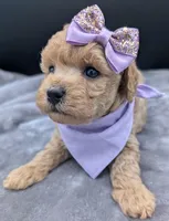 Daphne 💜, a female Poodle - Toy  for sale in Meta, MO – Photo 6 of 10