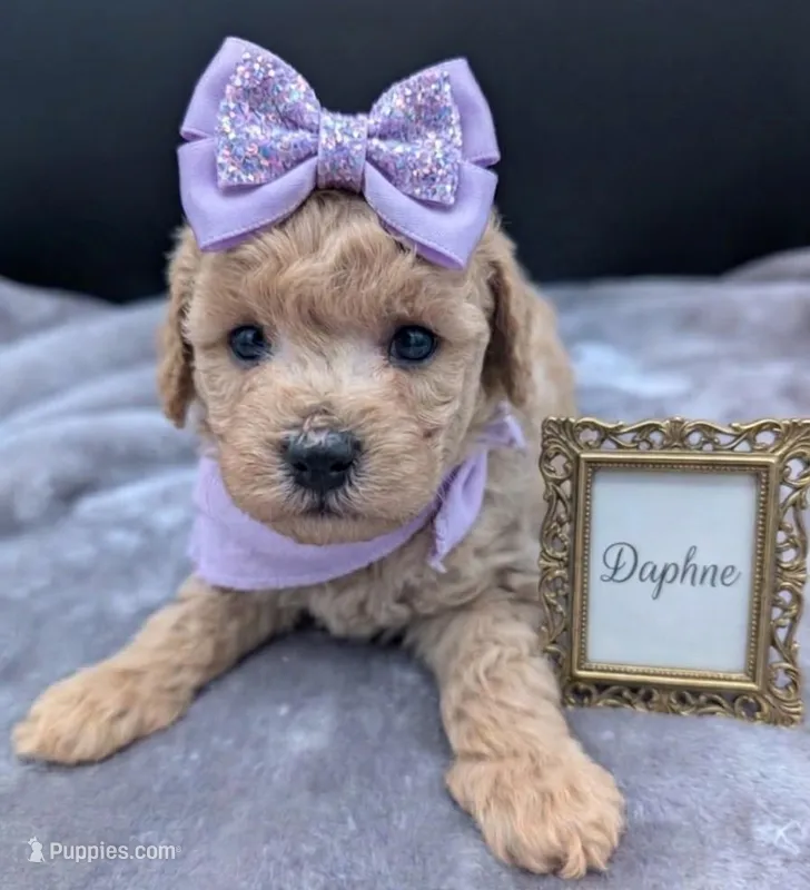Daphne 💜 – Poodle - Toy  puppy for sale in Meta, MO