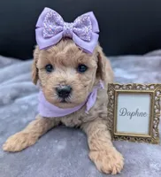 Daphne 💜, a female Poodle - Toy  for sale in Meta, MO – Photo 1 of 10