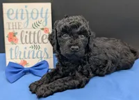 Mufasa 💙, a male Poodle - Miniature  for sale in Meta, MO – 9 of 10