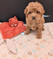 Betty 🩵, a female Poodle - Toy  for sale in Meta, MO – 6 of 10