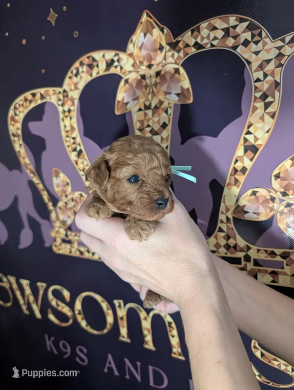 Green 🍏 – Poodle - Toy  puppy for sale in Meta, MO