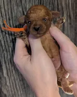 Maple 🧡, a female Poodle - Toy  for sale in Meta, MO – 7 of 10