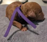 Grape 🍇, a female Poodle - Toy  for sale in Meta, MO – 9 of 10