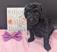 Sarabi 💜, a female Poodle - Miniature  for sale in Meta, MO – 2 of 10