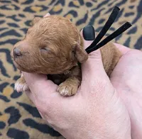 Snoopy 🖤, a male Poodle - Toy  for sale in Meta, MO – 6 of 10