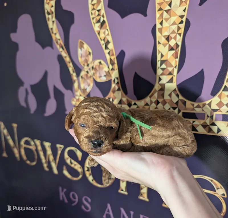 Rex 🦖 – Poodle - Miniature  puppy for sale in Meta, MO