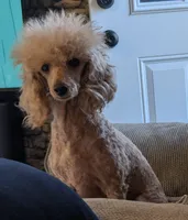 Scarlet Retired , a female Poodle - Miniature  for sale in Meta, MO – 4 of 10