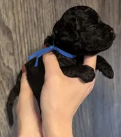 Mufasa 💙, a male Poodle - Miniature  for sale in Meta, MO – 4 of 10