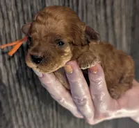 Maple 🧡, a female Poodle - Toy  for sale in Meta, MO – 8 of 10