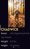 Nutmeg 💜, a female Poodle - Toy  for sale in Meta, MO – 9 of 10