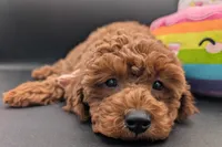 Maple 🍁, a female Poodle - Miniature  for sale in Meta, MO – Photo 4 of 10