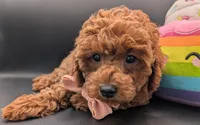 Maple 🍁, a female Poodle - Miniature  for sale in Meta, MO – Photo 1 of 10