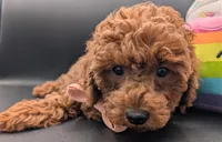 Maple 🍁, a female Poodle - Miniature  for sale in Meta, MO – Photo 3 of 10