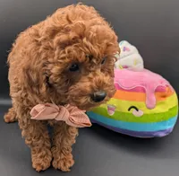 Maple 🍁, a female Poodle - Miniature  for sale in Meta, MO – Photo 6 of 10
