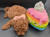 Maple 🍁, a female Poodle - Miniature  for sale in Meta, MO – Photo 7 of 10