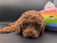 Maple 🍁, a female Poodle - Miniature  for sale in Meta, MO – Photo 9 of 10