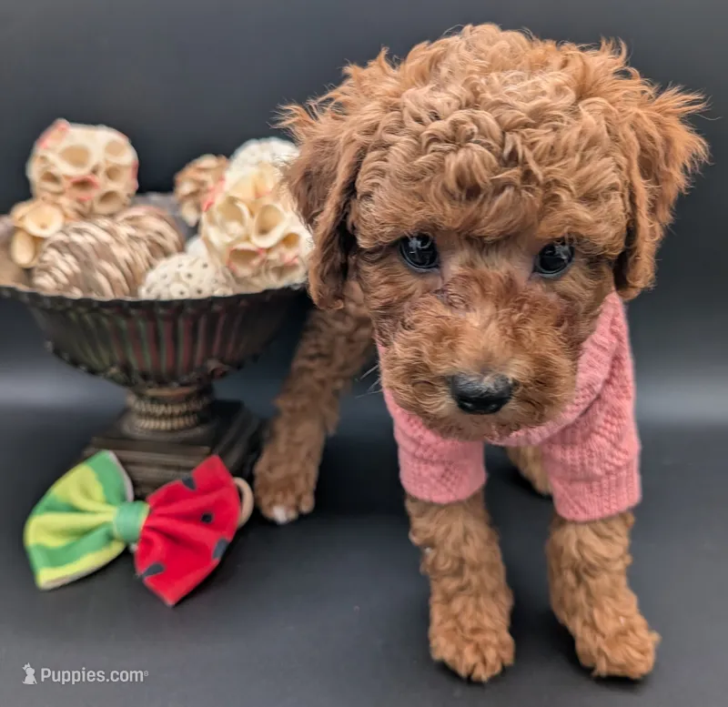 Watermelon 🍉 – Poodle - Toy  puppy for sale in Meta, MO