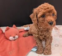 Pixie 🩷, a female Poodle - Toy  for sale in Meta, MO – 5 of 10