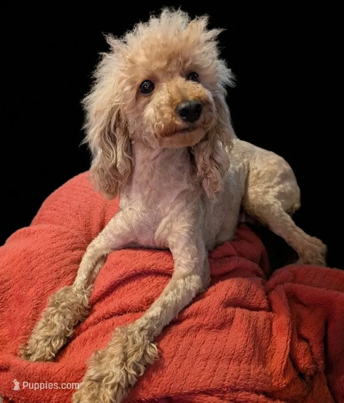 Scarlet Retired  – Poodle - Miniature  puppy for sale in Meta, MO