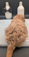 Snoopy 🖤, a male Poodle - Toy  for sale in Meta, MO – 5 of 10