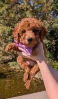 Grape 🍇, a female Poodle - Toy  for sale in Meta, MO – 10 of 10