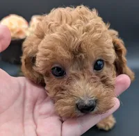 Raspberry 🩷, a female Poodle - Toy  for sale in Meta, MO – 9 of 10
