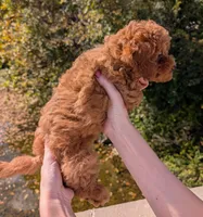 Raspberry 🩷, a female Poodle - Toy  for sale in Meta, MO – 9 of 10