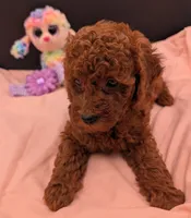 Sophie 💜, a female Poodle - Miniature  for sale in Meta, MO – 2 of 10