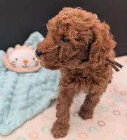 All Spice 🤎, a male Poodle - Toy  for sale in Meta, MO – 9 of 10