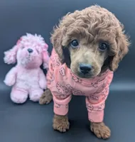 Bo Peep 🩷, a female Poodle - Miniature  for sale in Meta, MO – 5 of 10