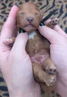 Snoopy 🖤, a male Poodle - Toy  for sale in Meta, MO – 5 of 10