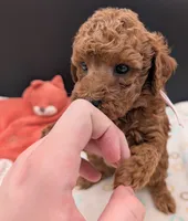 Watermelon 🍉, a female Poodle - Toy  for sale in Meta, MO – 7 of 10