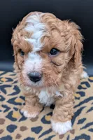 Nathan 🩶, a male Cavapoo for sale in Meta, MO – 5 of 10