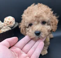 Bamm Bamm 🧡, a male Poodle - Toy  for sale in Meta, MO – 9 of 10