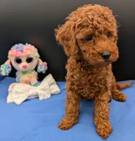 Cal 🤍, a male Poodle - Miniature  for sale in Meta, MO – 7 of 10