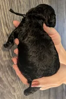 Rafiki 🖤, a male Poodle - Miniature  for sale in Meta, MO – 10 of 10