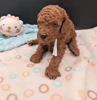 Buzz 🤍, a male Poodle - Miniature  for sale in Meta, MO – 7 of 10