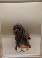 Maple 🍁, a female Poodle - Miniature  for sale in Meta, MO – Photo 1 of 10