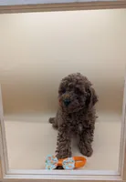 Maple 🍁, a female Poodle - Miniature  for sale in Meta, MO – Photo 4 of 10