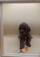 Maple 🍁, a female Poodle - Miniature  for sale in Meta, MO – Photo 2 of 10