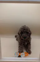 Maple 🍁, a female Poodle - Miniature  for sale in Meta, MO – Photo 3 of 10