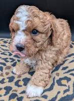 Nathan 🩶, a male Cavapoo for sale in Meta, MO – 7 of 10