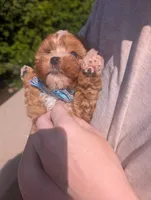 Jaxin 🩵, a male Cavapoo for sale in Meta, MO – 7 of 10